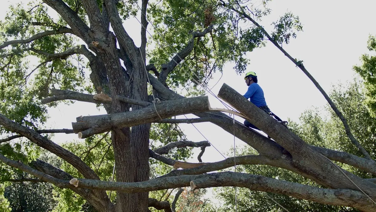 Professional Crown Thinning performed by certified arborists in Macks Inn