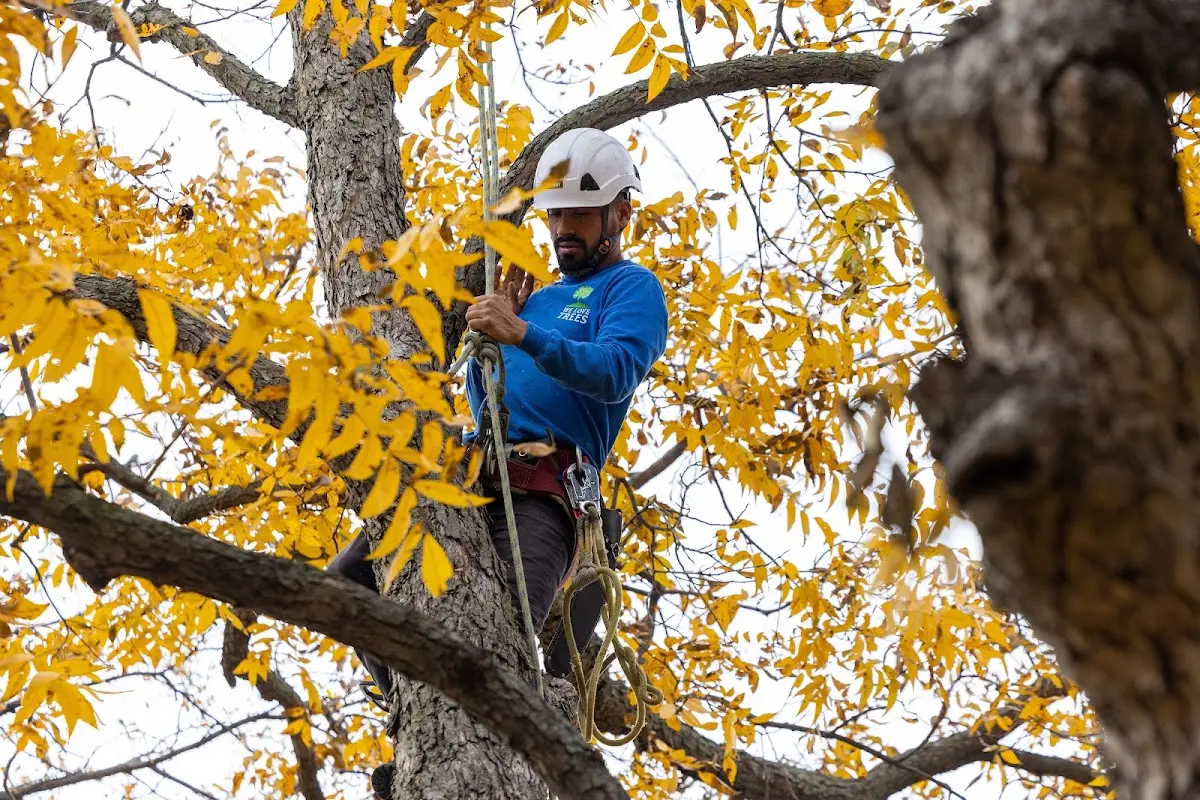 Skilled Tree Trimming crew working in Macks Inn