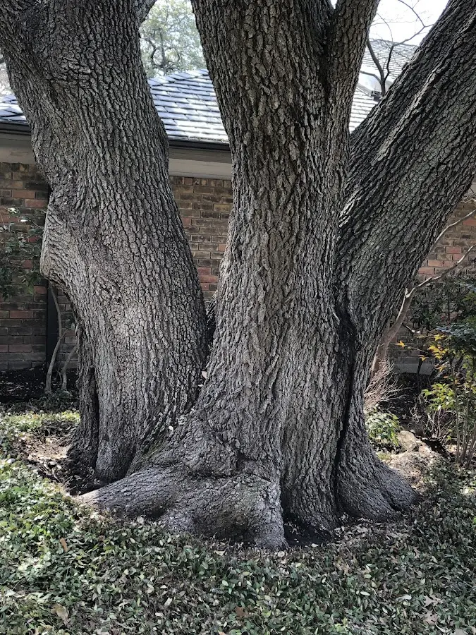 Mature heritage tree close to a Macks Inn property cared for by certified arborists